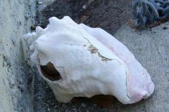 sterfbvi2007-104